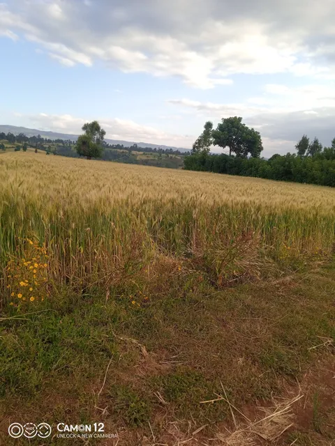 place image