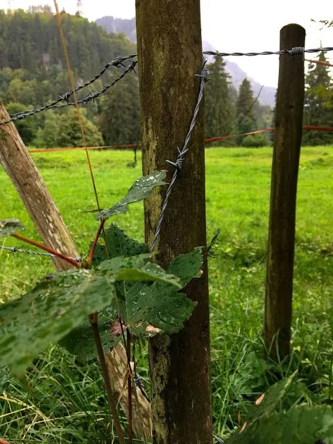 Vaiguvos upė-gatvė