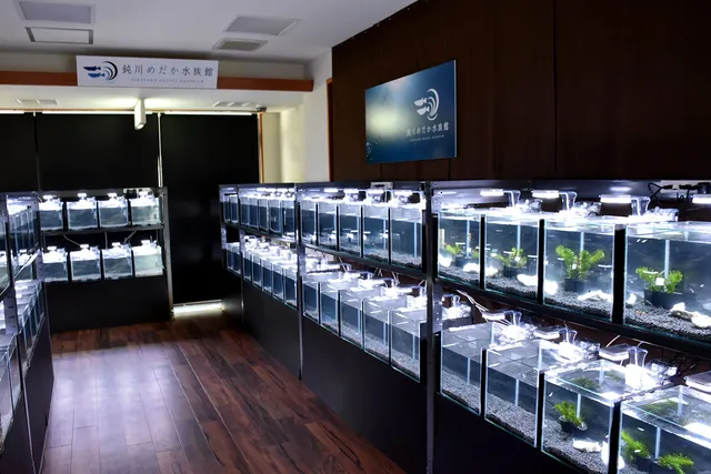 Nibukawamedaka Aquarium