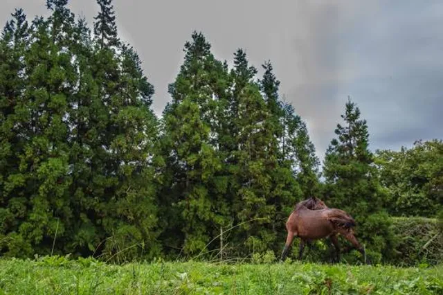 Farmland Animal Park