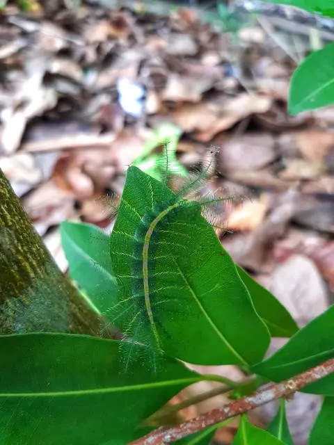 Paalakondalu Water Falls