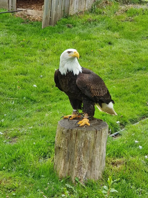 Greifvogelpark Menter