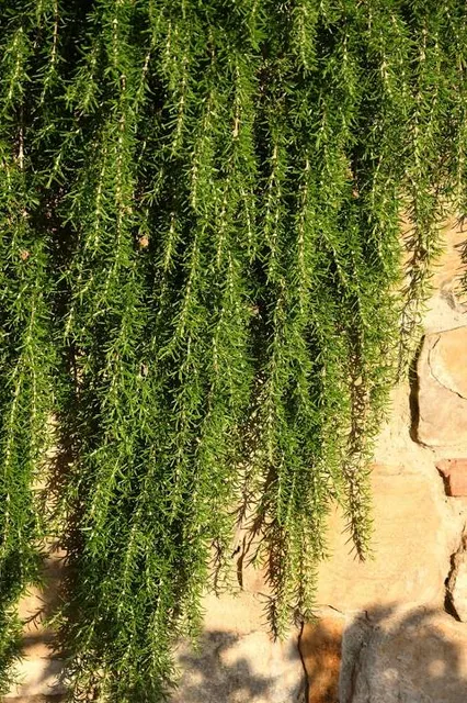 Dacian Fortress Costesti