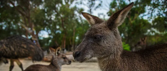 Walkabout Wildlife Sanctuary