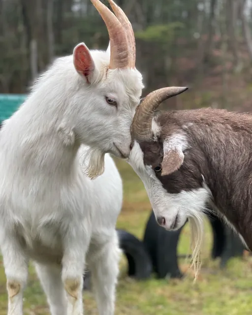 Frederick Farm Goat Rescue and Sanctuary