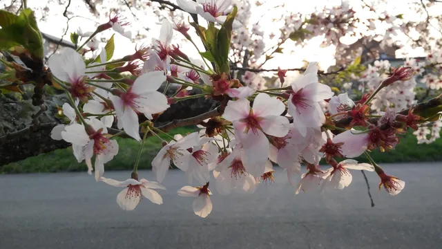 Village of fireflies