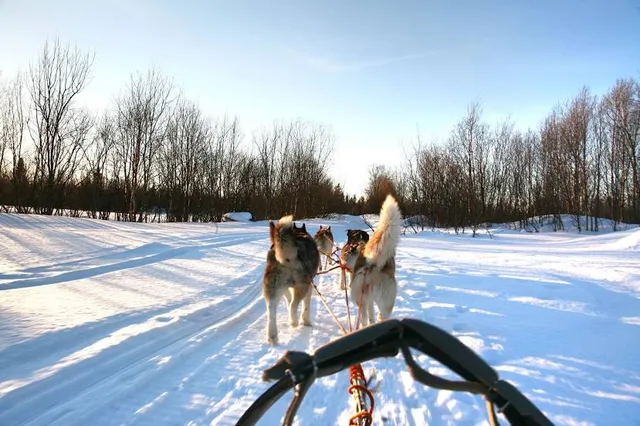 Arctic Circle Husky Park