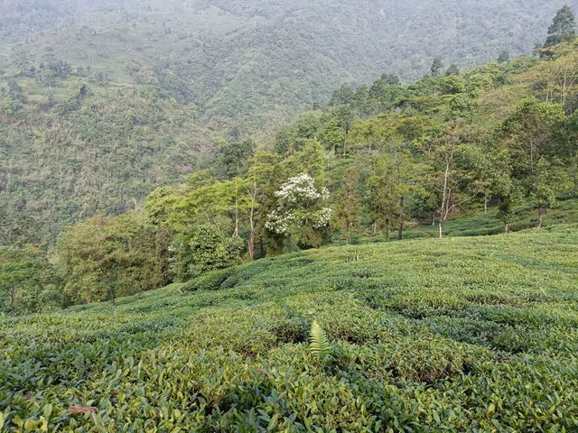Jungpana Tea Estate