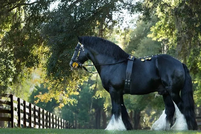 Gypsy Gold Horse Farm