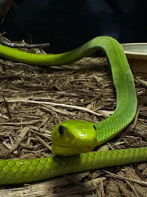 Kentucky Reptile Zoo