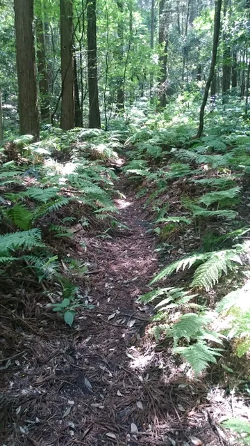 Miho Municipal Forest