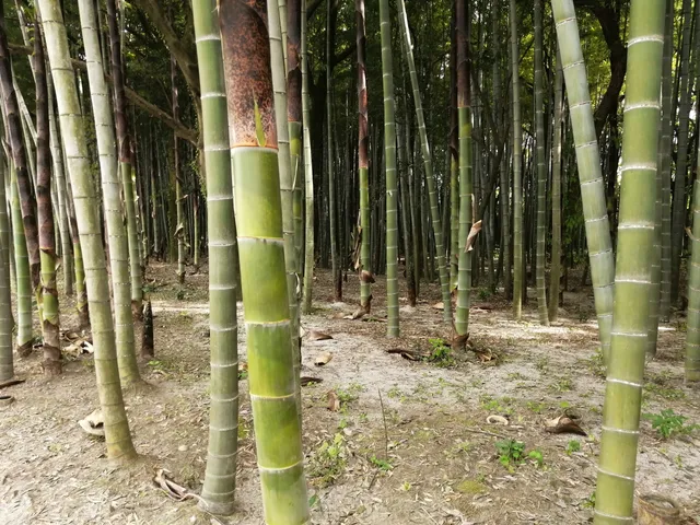 Kisogawa bamboo grove
