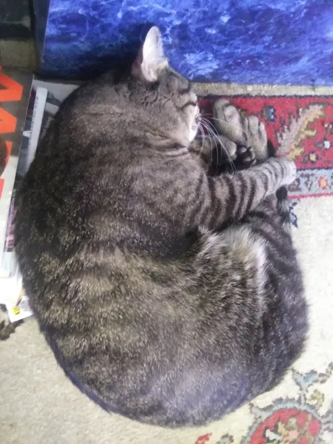 American Hair Salon By Vasile