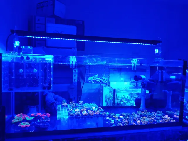 CHY海洋水族/博客海洋水族