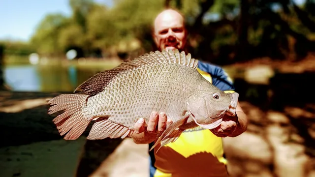 PESQUEIRO PALMEIRINHA