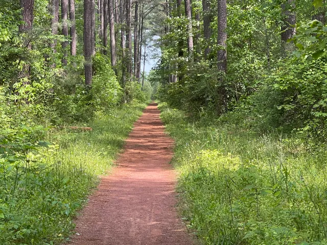 Conway Robinson State Forest