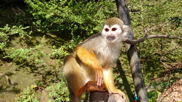 Kangarunookatorisuzarunomori