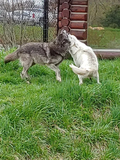 Cotton Family Wolf Wilderness