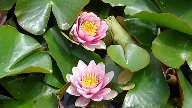 Ayameike Park (Lake Tōgō Hawai Seaside Park)