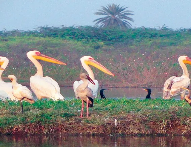 Soor Sarovar Bird Sanctuary