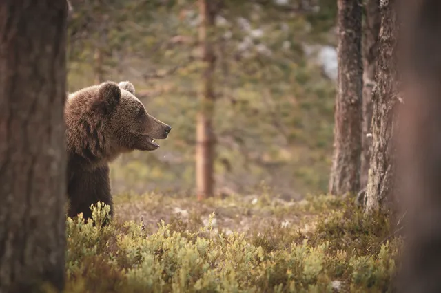 Wildlife Experience Sweden