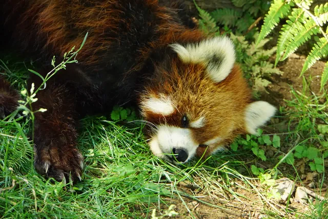 Osaki Koen Kodomo Zoo