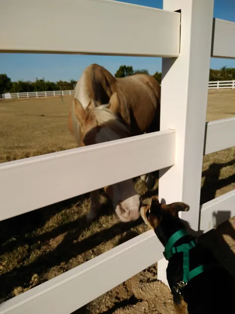 Cotton Lane Citrus Honey