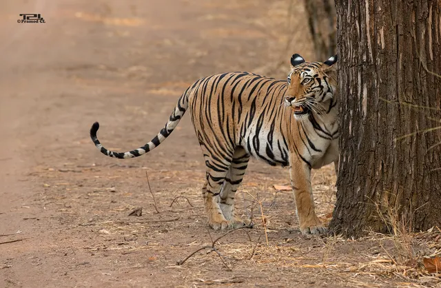 Bandhavgarh