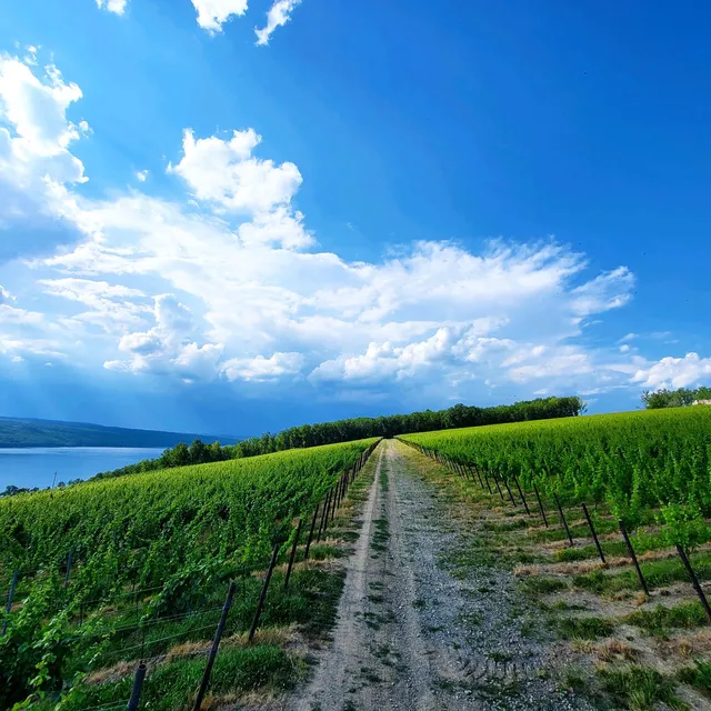 Hillick & Hobbs Estate