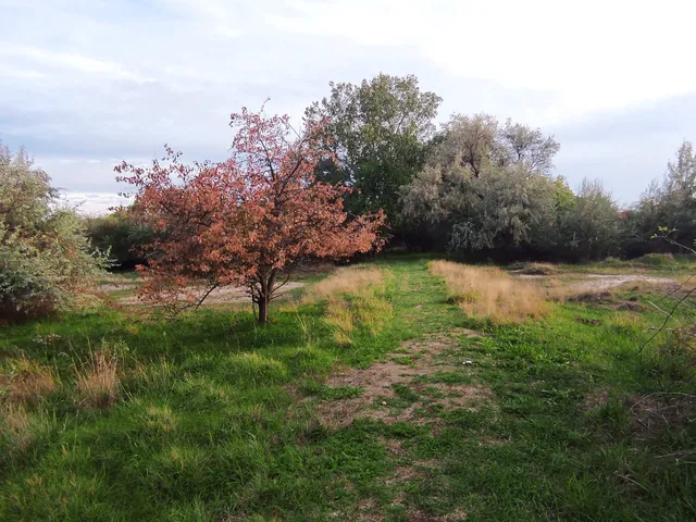 Sóvirág tanösvény