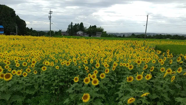 マクラノヒマワリバタケ