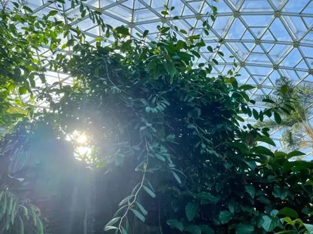 Jungle Dome