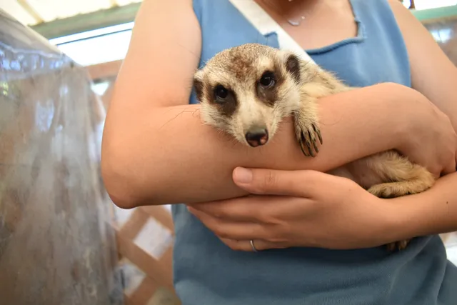 Hirano Animal Terrace