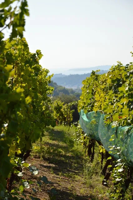 Domaine Saint-Joseph