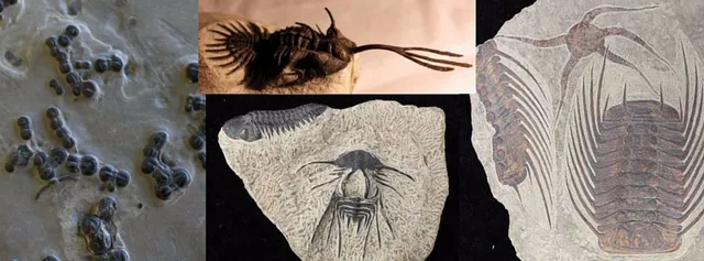 Box Elder Museum of Natural History