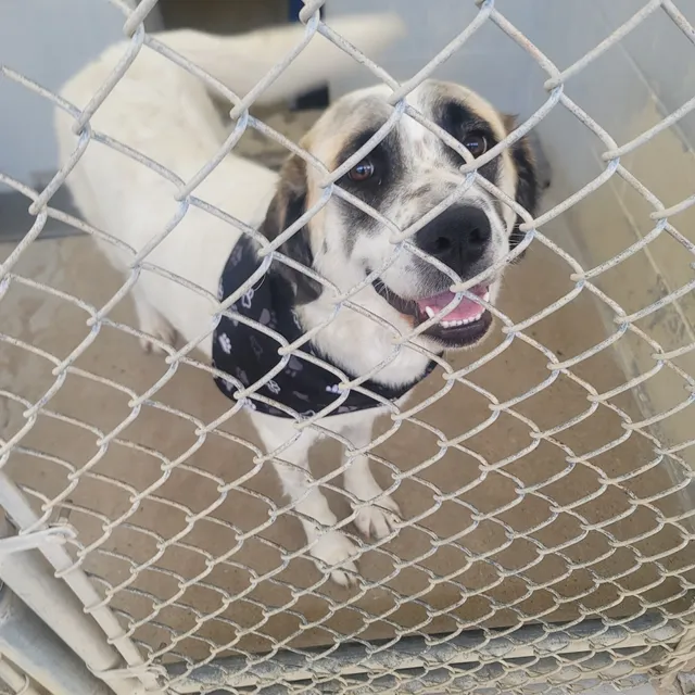 Bastrop County Animal Services