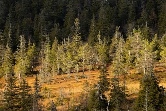 Hanging Bog Wildlife Management Area