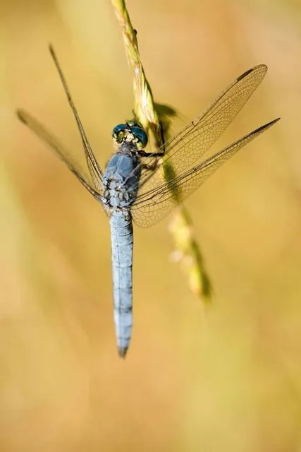 Roys Redwoods Preserve