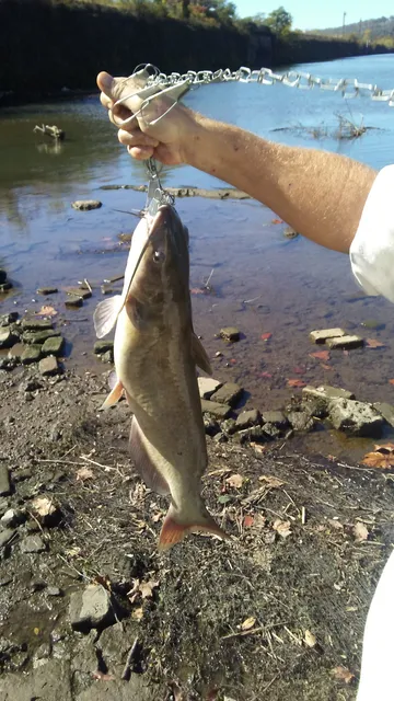 Mon Yough Trail Council