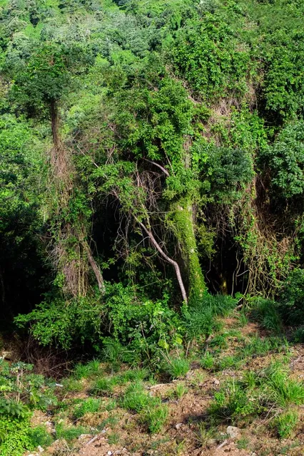 ATV Dune Buggy ROATAN Eco-Jungle Adventure Tours
