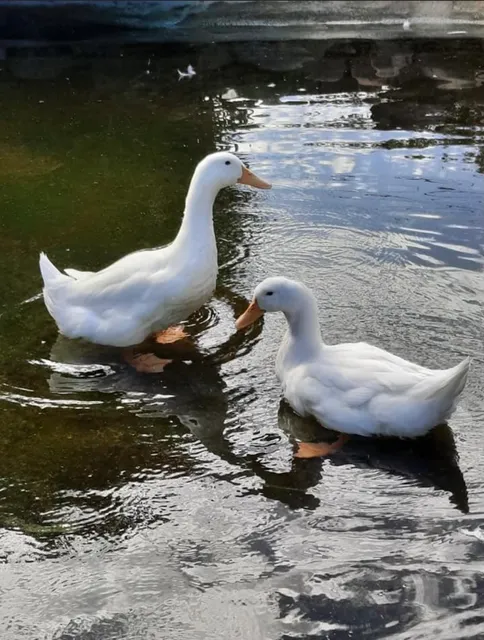 Montebello Barnyard Zoo