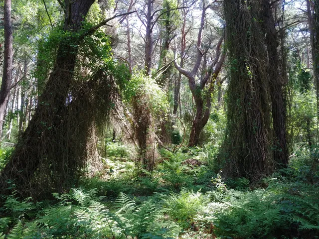 Rezerwat Przyrody Zielone