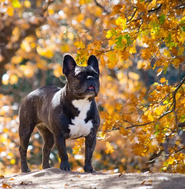 Pine Knot Trail 1E01