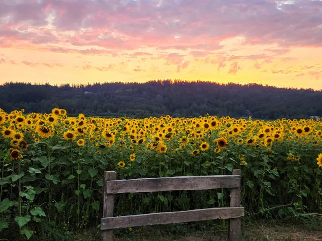 Lora Lee's Family Farm