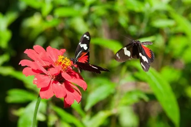 Spirogyra Butterfly Garden