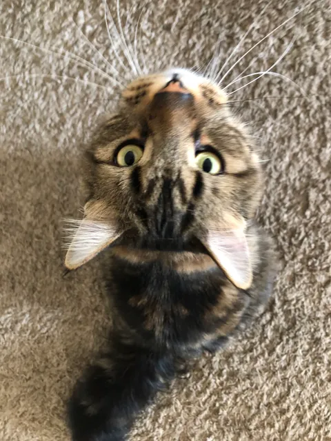 Palms N Paws Animal Shelter