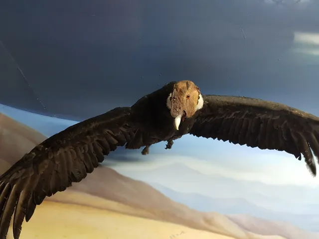 National University of Salta Museum of Natural Sciences