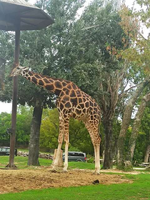 Safari Natura Viva