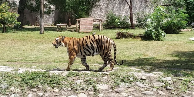 Chhatbir Zoo Aquatic Santuary