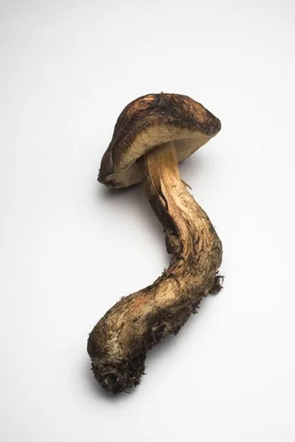 Experience Blue Lake